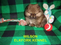 WILSON, a male Pomeranian for sale in Paris, MO – 4 of 10