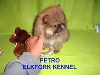 PETRO, a male Pomeranian for sale in Paris, MO – Photo 8 of 10