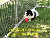 PETRO, a male Pomeranian for sale in Paris, MO – Photo 9 of 10