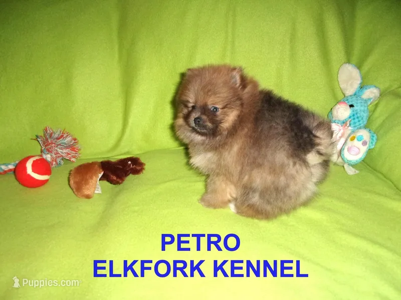 PETRO – Pomeranian puppy for sale in Paris, MO