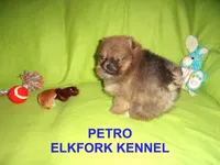 PETRO, a male Pomeranian for sale in Paris, MO – Photo 3 of 10