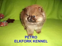PETRO, a male Pomeranian for sale in Paris, MO – Photo 2 of 10