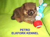 PETRO, a male Pomeranian for sale in Paris, MO – Photo 5 of 10