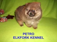 PETRO, a male Pomeranian for sale in Paris, MO – Photo 6 of 10