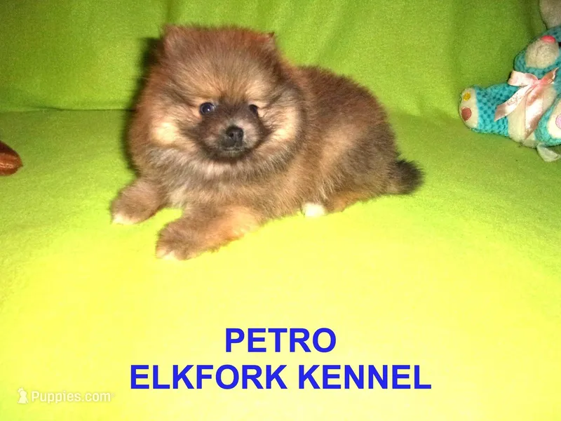 PETRO – Pomeranian puppy for sale in Paris, MO
