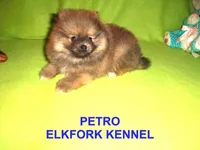 PETRO, a male Pomeranian for sale in Paris, MO – Photo 1 of 10