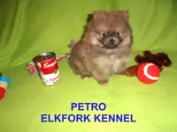 PETRO, a male Pomeranian for sale in Paris, MO – Photo 4 of 10
