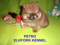 PETRO, a male Pomeranian for sale in Paris, MO – Photo 7 of 10
