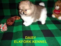 DAISY, a female Pomeranian for sale in Paris, MO – 6 of 10