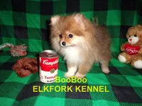 BooBoo, a female Pomeranian for sale in Paris, MO – 2 of 10