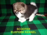 SCOOTER, a male Pomeranian for sale in Paris, MO – 3 of 10