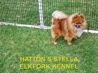 WILSON, a male Pomeranian for sale in Paris, MO – 9 of 10