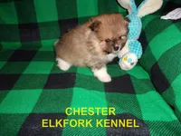 CHESTER, a male Pomeranian for sale in Paris, MO – 4 of 10