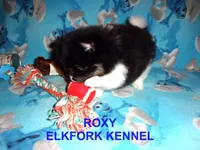 ROXY, a female Pomeranian for sale in Paris, MO – 4 of 10