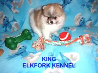 KING, a male Pomeranian for sale in Paris, MO – 2 of 10
