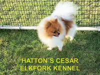 WILSON, a male Pomeranian for sale in Paris, MO – 10 of 10