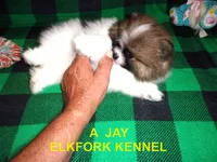 A  JAY, a male Pomeranian for sale in Paris, MO – 4 of 10