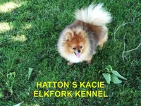 KIP, a male Pomeranian for sale in Paris, MO – 9 of 10