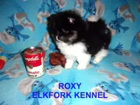ROXY, a female Pomeranian for sale in Paris, MO – 5 of 10
