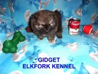 GIDGET, a male Pomeranian for sale in Paris, MO – 3 of 10