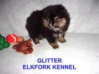 GLITTER, a female Pomeranian for sale in Paris, MO – Photo 8 of 10