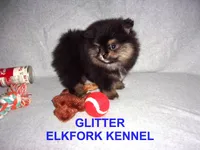 GLITTER, a female Pomeranian for sale in Paris, MO – Photo 4 of 10