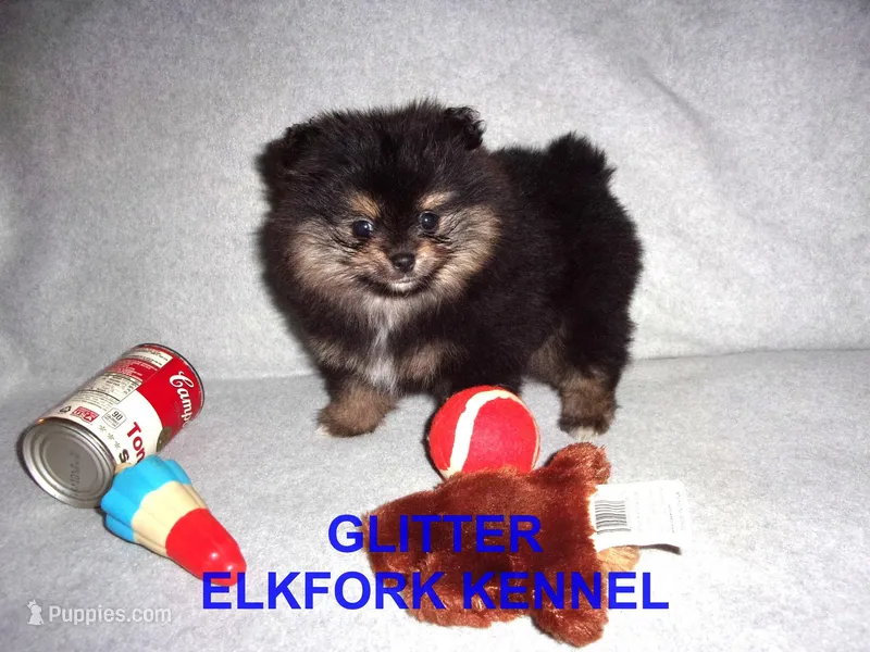 GLITTER – Pomeranian puppy for sale in Paris, MO