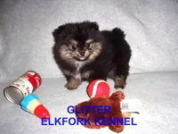 GLITTER, a female Pomeranian for sale in Paris, MO – Photo 1 of 10