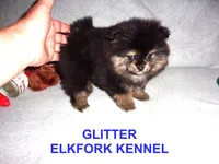 GLITTER, a female Pomeranian for sale in Paris, MO – Photo 3 of 10