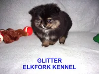 GLITTER, a female Pomeranian for sale in Paris, MO – Photo 2 of 10