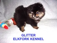 GLITTER, a female Pomeranian for sale in Paris, MO – Photo 5 of 10