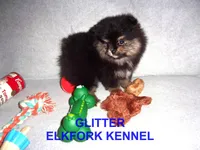 GLITTER, a female Pomeranian for sale in Paris, MO – Photo 7 of 10