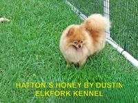 GLITTER, a female Pomeranian for sale in Paris, MO – Photo 9 of 10