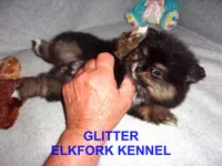 GLITTER, a female Pomeranian for sale in Paris, MO – Photo 6 of 10