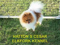 GLITTER, a female Pomeranian for sale in Paris, MO – Photo 10 of 10