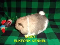 DAISY, a female Pomeranian for sale in Paris, MO – 2 of 10