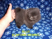 BLUE, a female Pomeranian for sale in Paris, MO – 2 of 10