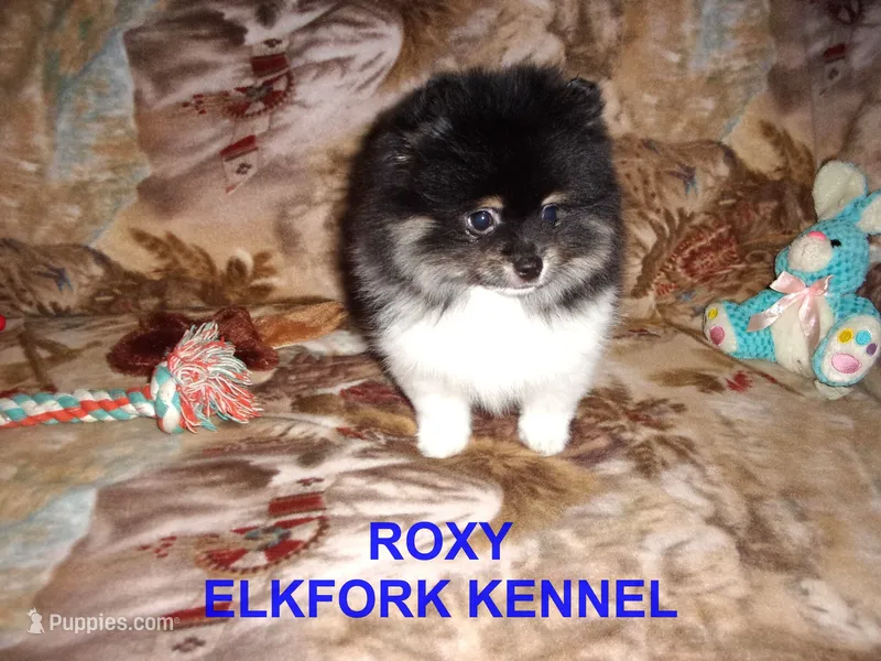 ROXY – Pomeranian puppy for sale in Paris, MO