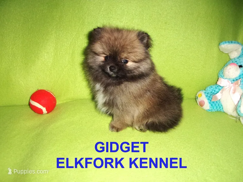 GIDGET – Pomeranian puppy for sale in Paris, MO