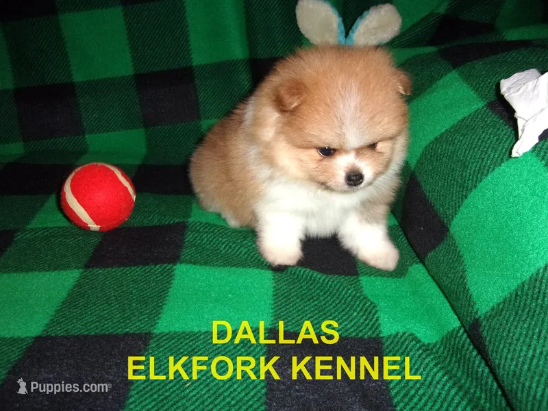 DALLAS – Pomeranian puppy for sale in Paris, MO
