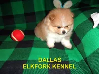 DALLAS, a male Pomeranian for sale in Paris, MO – 1 of 10