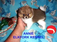 ANNIE, a female Pomeranian for sale in Paris, MO – 4 of 10