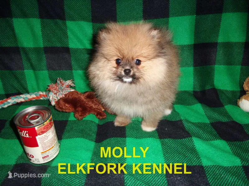 MOLLY – Pomeranian puppy for sale in Paris, MO