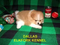 DALLAS, a male Pomeranian for sale in Paris, MO – 7 of 10