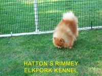 CHESTER, a male Pomeranian for sale in Paris, MO – 10 of 10
