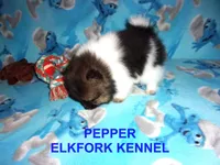 PEPPER, a female Pomeranian for sale in Paris, MO – 4 of 10