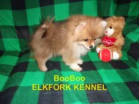 BooBoo, a female Pomeranian for sale in Paris, MO – 5 of 10
