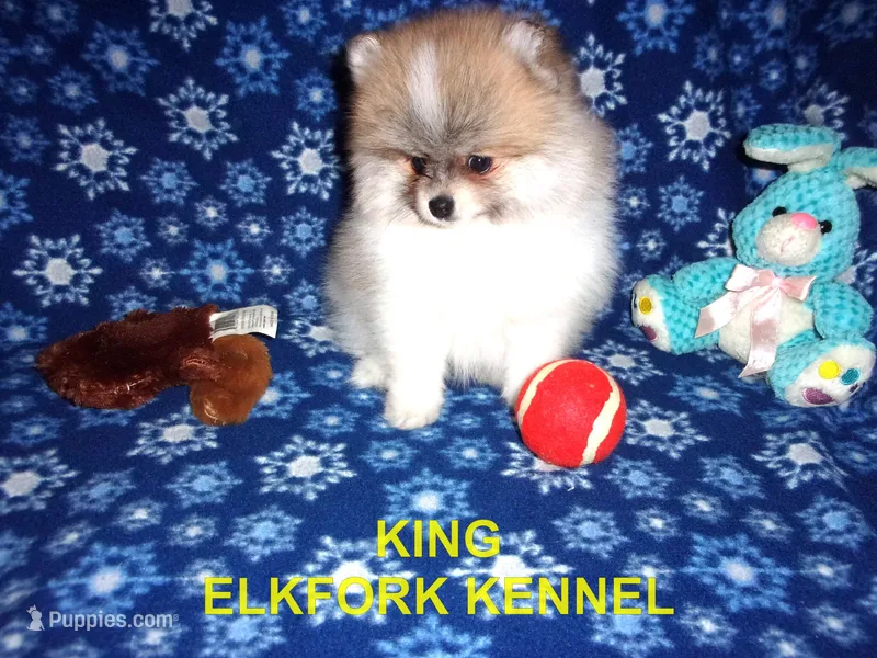 KING – Pomeranian puppy for sale in Paris, MO