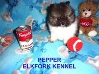 PEPPER, a female Pomeranian for sale in Paris, MO – 5 of 10