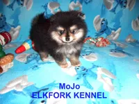 MoJo, a male Pomeranian for sale in Paris, MO – 1 of 10